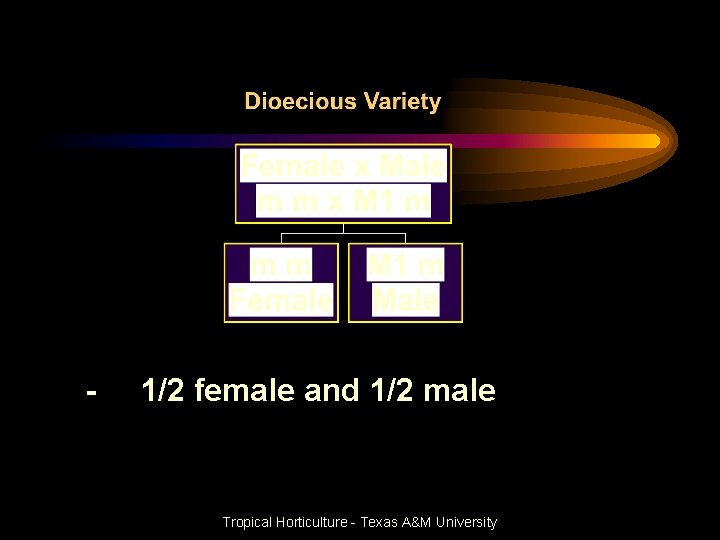 - 1/2 female and 1/2 male Tropical Horticulture - Texas A&M University 