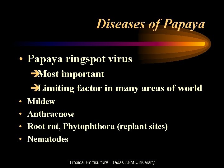 Diseases of Papaya • Papaya ringspot virus èMost important èLimiting factor in many areas