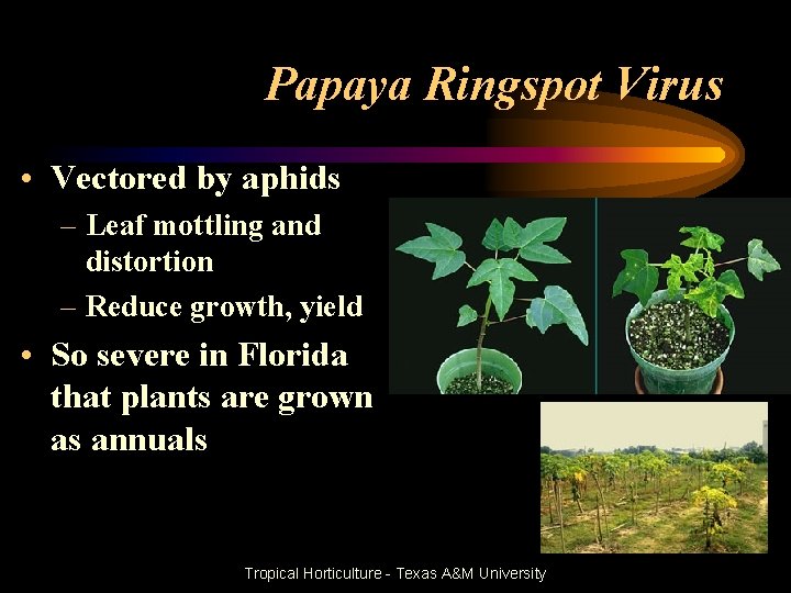 Papaya Ringspot Virus • Vectored by aphids – Leaf mottling and distortion – Reduce