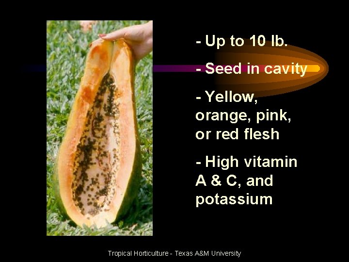 - Up to 10 lb. - Seed in cavity - Yellow, orange, pink, or