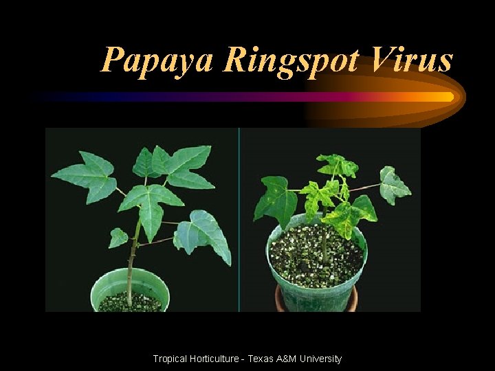 Papaya Ringspot Virus Tropical Horticulture - Texas A&M University 