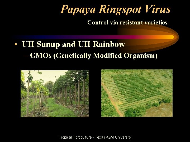 Papaya Ringspot Virus Control via resistant varieties • UH Sunup and UH Rainbow –