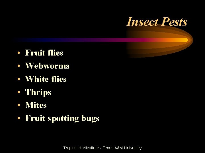 Insect Pests • • • Fruit flies Webworms White flies Thrips Mites Fruit spotting