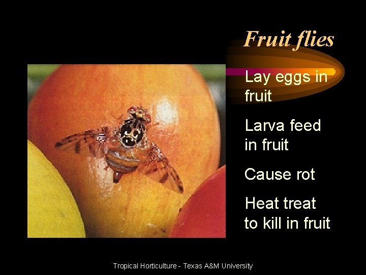 Fruit flies Lay eggs in fruit Larva feed in fruit Cause rot Heat treat