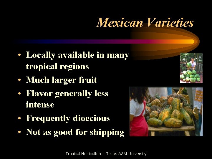 Mexican Varieties • Locally available in many tropical regions • Much larger fruit •