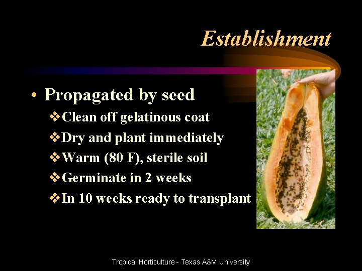 Establishment • Propagated by seed v. Clean off gelatinous coat v. Dry and plant