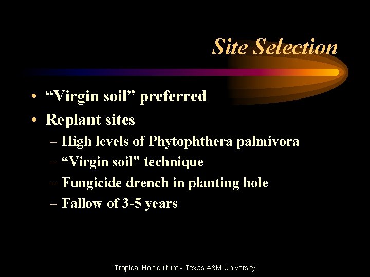 Site Selection • “Virgin soil” preferred • Replant sites – High levels of Phytophthera