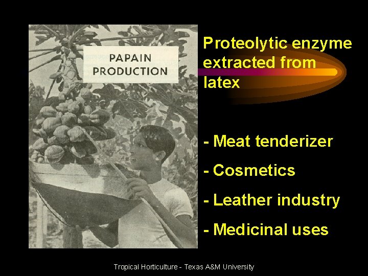 Proteolytic enzyme extracted from latex - Meat tenderizer - Cosmetics - Leather industry -