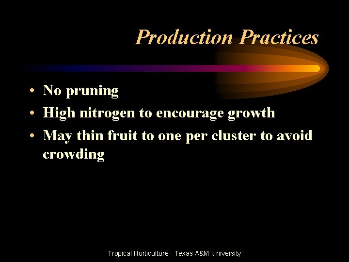 Production Practices • No pruning • High nitrogen to encourage growth • May thin