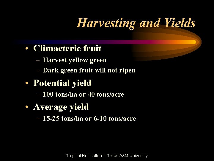 Harvesting and Yields • Climacteric fruit – Harvest yellow green – Dark green fruit