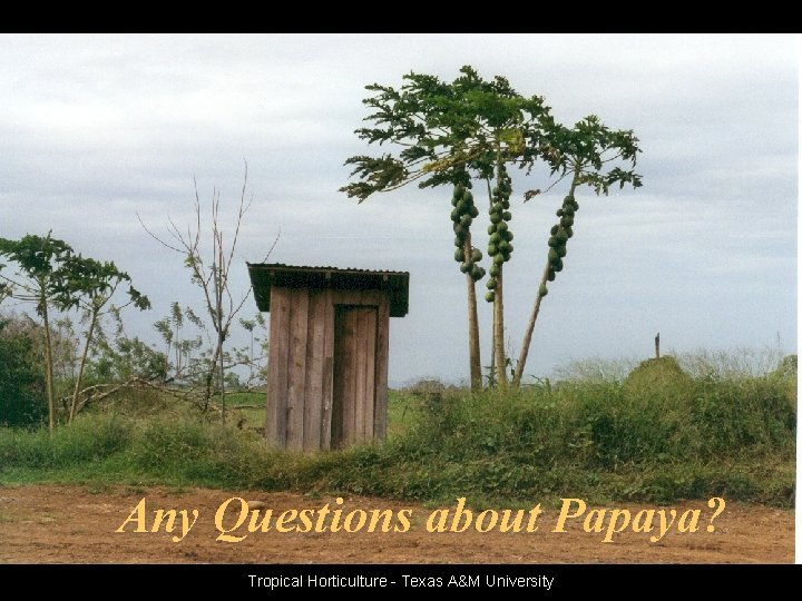 Any Questions about Papaya? Tropical Horticulture - Texas A&M University 