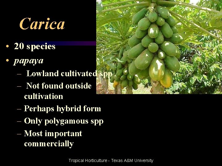 Carica • 20 species • papaya – Lowland cultivated spp – Not found outside