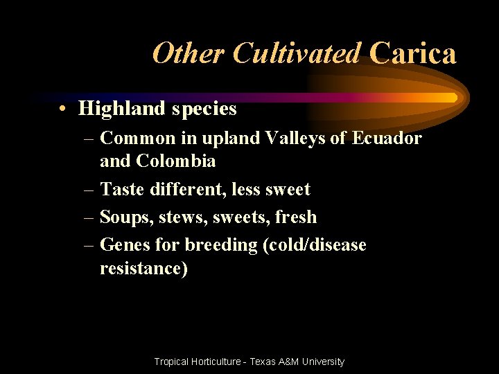 Other Cultivated Carica • Highland species – Common in upland Valleys of Ecuador and