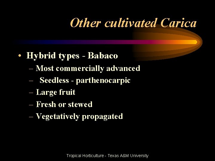 Other cultivated Carica • Hybrid types - Babaco – Most commercially advanced – Seedless