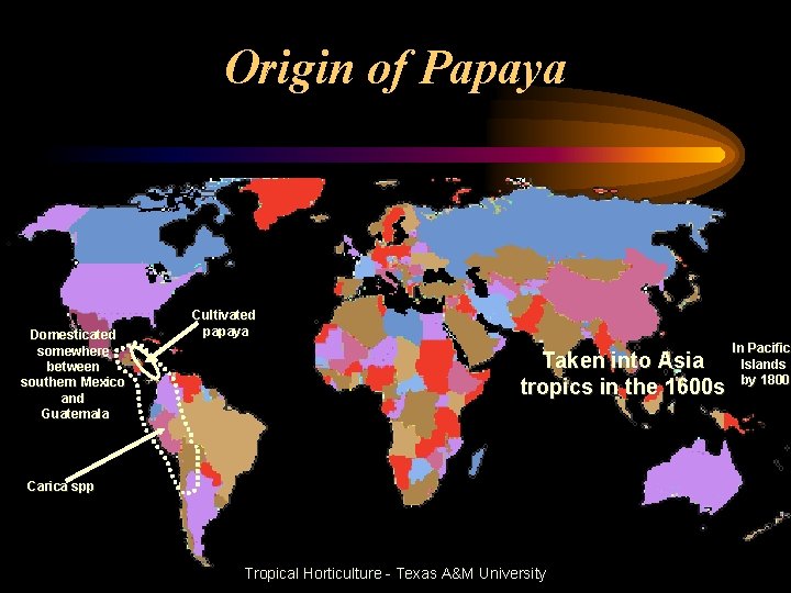 Origin of Papaya Domesticated somewhere between southern Mexico and Guatemala Cultivated papaya Taken into