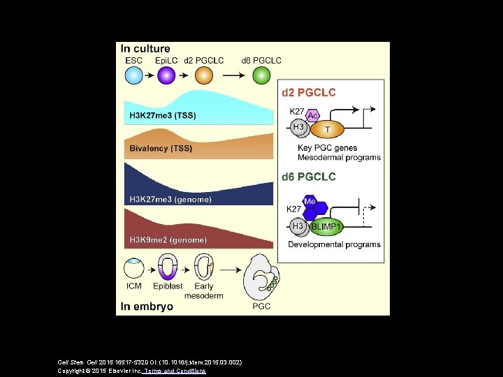 Cell Stem Cell 2015 16517 -532 DOI: (10. 1016/j. stem. 2015. 03. 002) Copyright