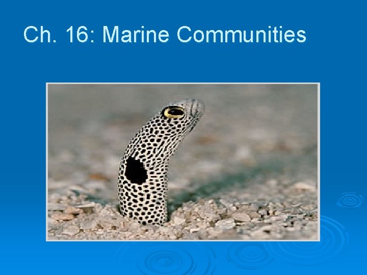 Ch. 16: Marine Communities Ch. 16: Marine Communities