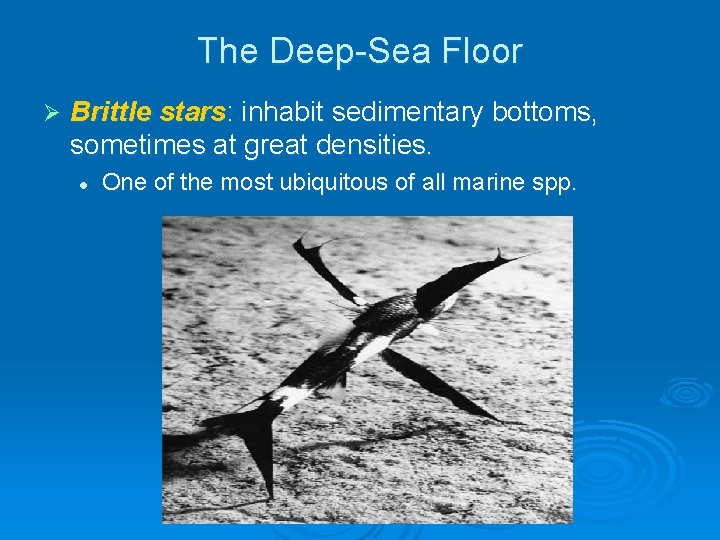 The Deep-Sea Floor Ø Brittle stars: inhabit sedimentary bottoms, sometimes at great densities. l The Deep-Sea Floor Ø Brittle stars: inhabit sedimentary bottoms, sometimes at great densities. l