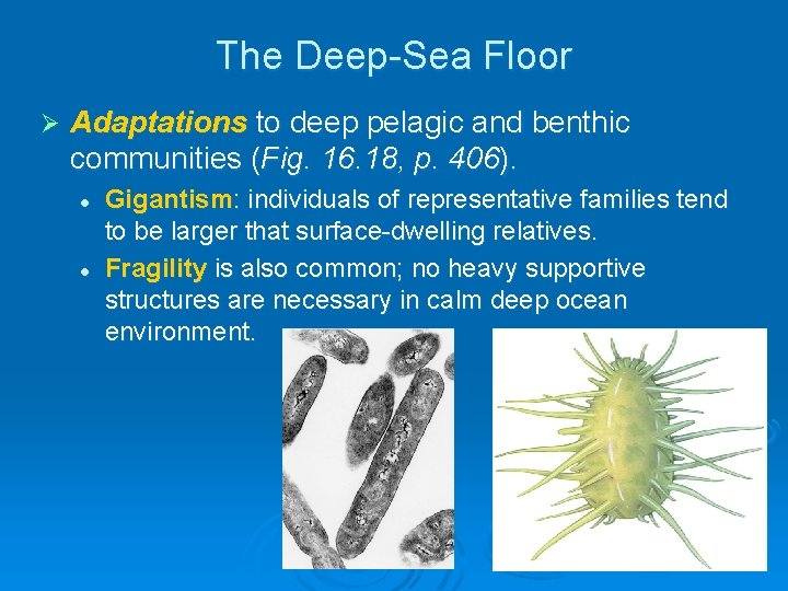 The Deep-Sea Floor Ø Adaptations to deep pelagic and benthic communities (Fig. 16. 18, The Deep-Sea Floor Ø Adaptations to deep pelagic and benthic communities (Fig. 16. 18,