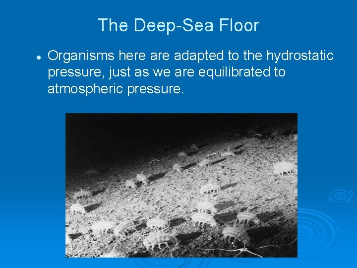 The Deep-Sea Floor l Organisms here adapted to the hydrostatic pressure, just as we The Deep-Sea Floor l Organisms here adapted to the hydrostatic pressure, just as we