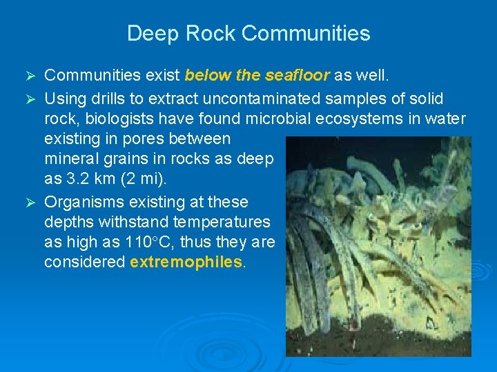 Deep Rock Communities exist below the seafloor as well. Ø Using drills to extract Deep Rock Communities exist below the seafloor as well. Ø Using drills to extract