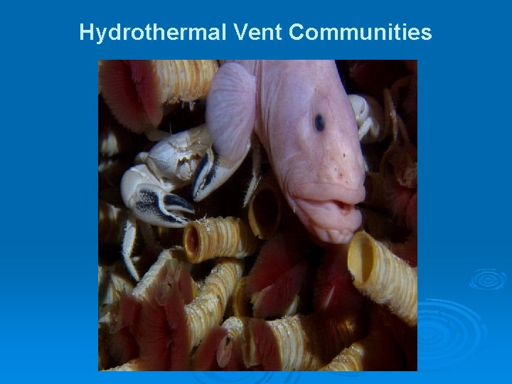 Hydrothermal Vent Communities Hydrothermal Vent Communities