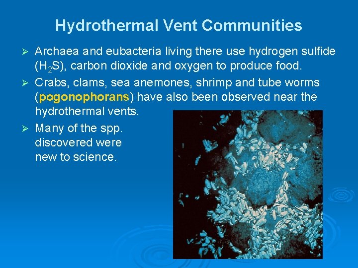 Hydrothermal Vent Communities Archaea and eubacteria living there use hydrogen sulfide (H 2 S), Hydrothermal Vent Communities Archaea and eubacteria living there use hydrogen sulfide (H 2 S),