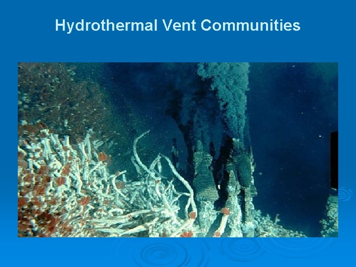 Hydrothermal Vent Communities Hydrothermal Vent Communities