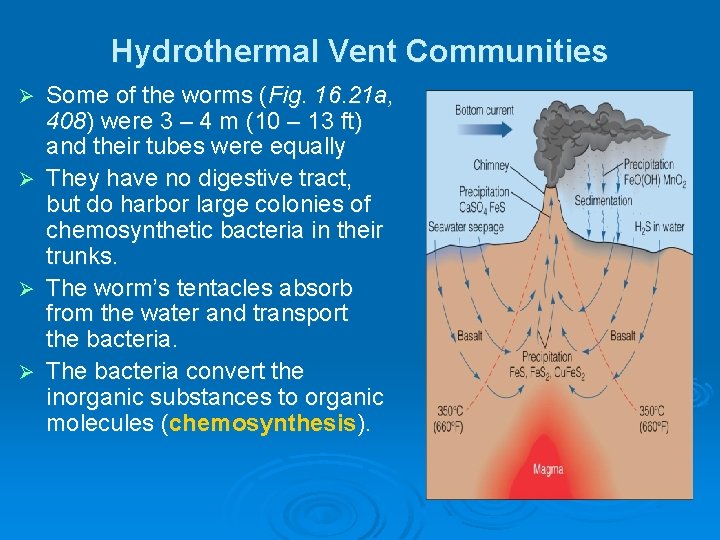 Hydrothermal Vent Communities Ø Ø Some of the worms (Fig. 16. 21 a, 408) Hydrothermal Vent Communities Ø Ø Some of the worms (Fig. 16. 21 a, 408)