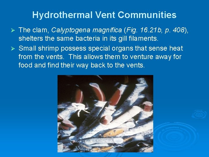 Hydrothermal Vent Communities The clam, Calyptogena magnifica (Fig. 16. 21 b, p. 408), shelters Hydrothermal Vent Communities The clam, Calyptogena magnifica (Fig. 16. 21 b, p. 408), shelters