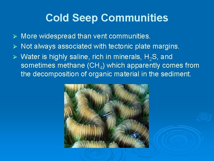 Cold Seep Communities More widespread than vent communities. Ø Not always associated with tectonic Cold Seep Communities More widespread than vent communities. Ø Not always associated with tectonic