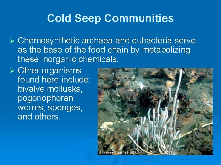 Cold Seep Communities Chemosynthetic archaea and eubacteria serve as the base of the food Cold Seep Communities Chemosynthetic archaea and eubacteria serve as the base of the food