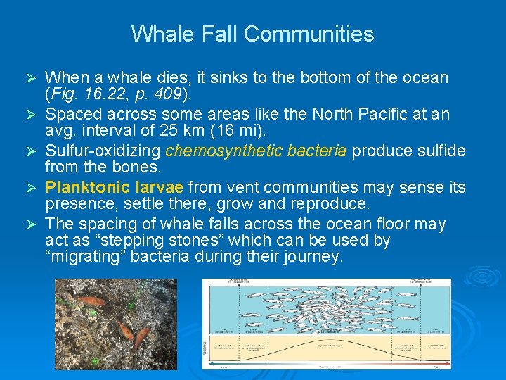 Whale Fall Communities Ø Ø Ø When a whale dies, it sinks to the Whale Fall Communities Ø Ø Ø When a whale dies, it sinks to the
