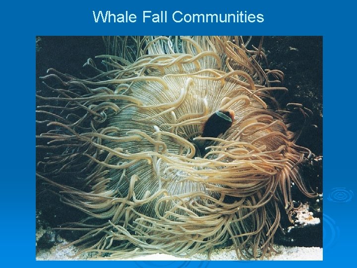 Whale Fall Communities Whale Fall Communities