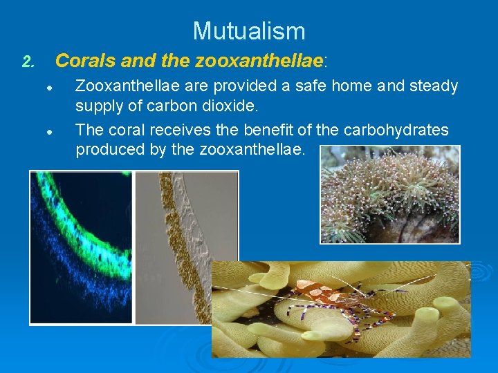 Mutualism Corals and the zooxanthellae: 2. l l Zooxanthellae are provided a safe home Mutualism Corals and the zooxanthellae: 2. l l Zooxanthellae are provided a safe home