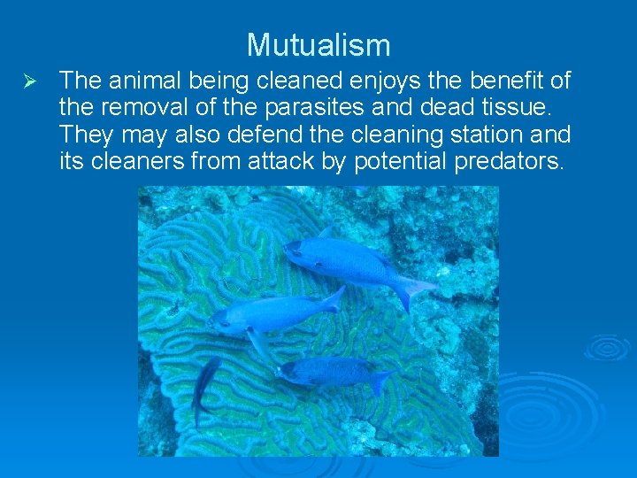 Mutualism Ø The animal being cleaned enjoys the benefit of the removal of the Mutualism Ø The animal being cleaned enjoys the benefit of the removal of the