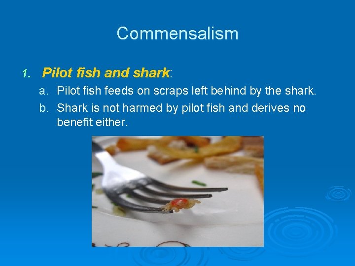 Commensalism 1. Pilot fish and shark: a. Pilot fish feeds on scraps left behind Commensalism 1. Pilot fish and shark: a. Pilot fish feeds on scraps left behind