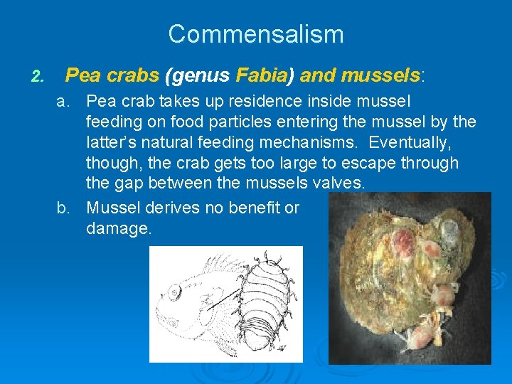Commensalism 2. Pea crabs (genus Fabia) and mussels: a. Pea crab takes up residence Commensalism 2. Pea crabs (genus Fabia) and mussels: a. Pea crab takes up residence