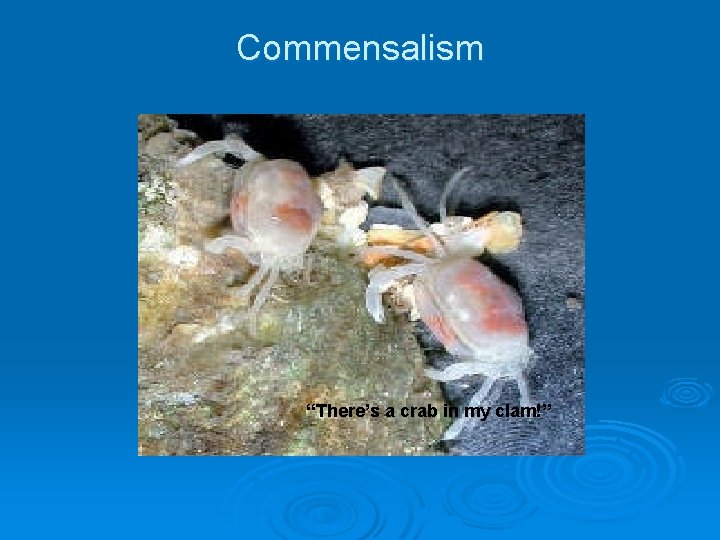 Commensalism “There’s a crab in my clam!” Commensalism “There’s a crab in my clam!”