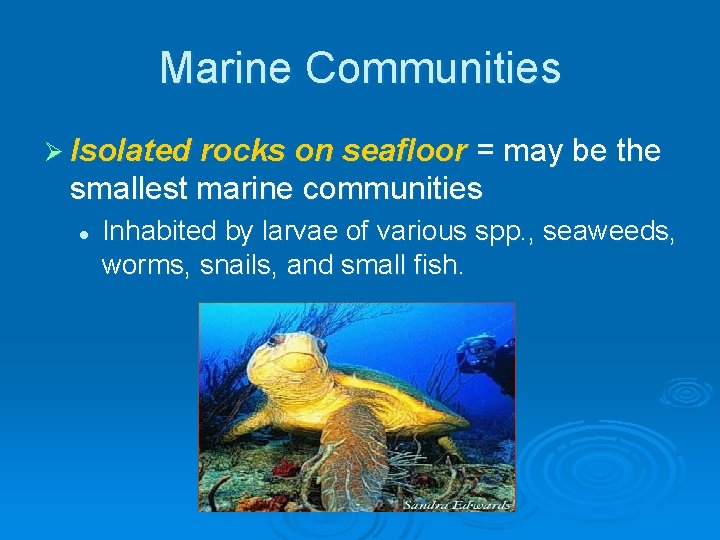 Marine Communities Ø Isolated rocks on seafloor = may be the smallest marine communities Marine Communities Ø Isolated rocks on seafloor = may be the smallest marine communities