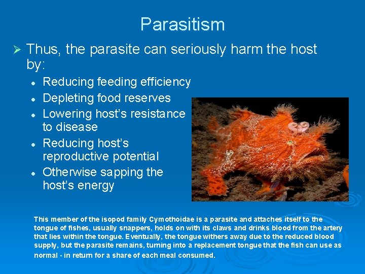 Parasitism Ø Thus, the parasite can seriously harm the host by: l l l Parasitism Ø Thus, the parasite can seriously harm the host by: l l l