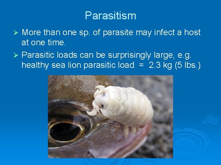 Parasitism More than one sp. of parasite may infect a host at one time. Parasitism More than one sp. of parasite may infect a host at one time.