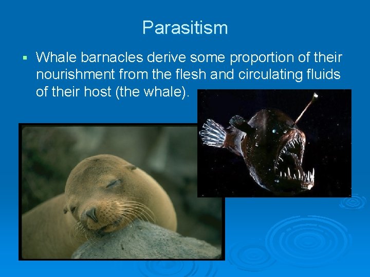 Parasitism Whale barnacles derive some proportion of their nourishment from the flesh and circulating Parasitism Whale barnacles derive some proportion of their nourishment from the flesh and circulating