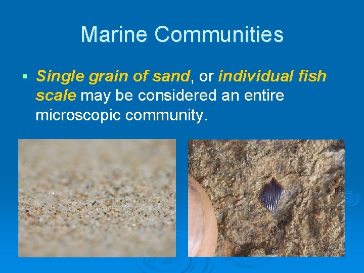 Marine Communities Single grain of sand, or individual fish scale may be considered an Marine Communities Single grain of sand, or individual fish scale may be considered an