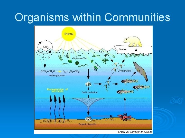 Organisms within Communities Organisms within Communities