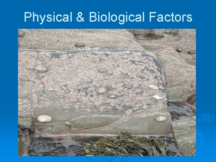 Physical & Biological Factors Physical & Biological Factors