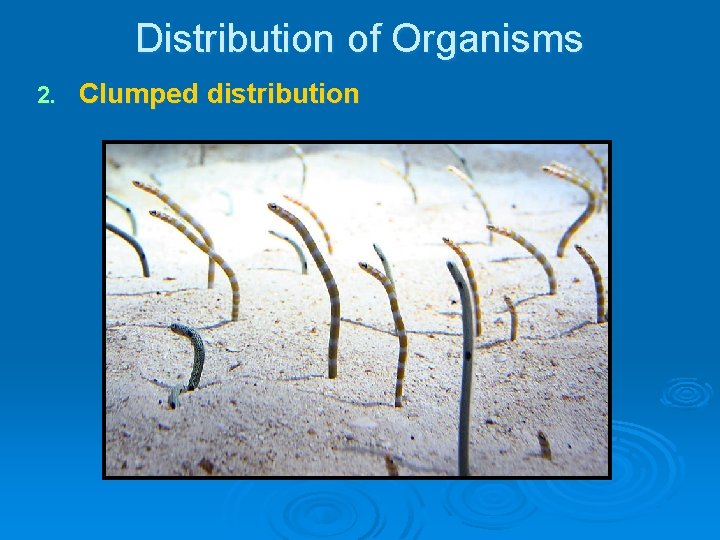 Distribution of Organisms 2. Clumped distribution Distribution of Organisms 2. Clumped distribution