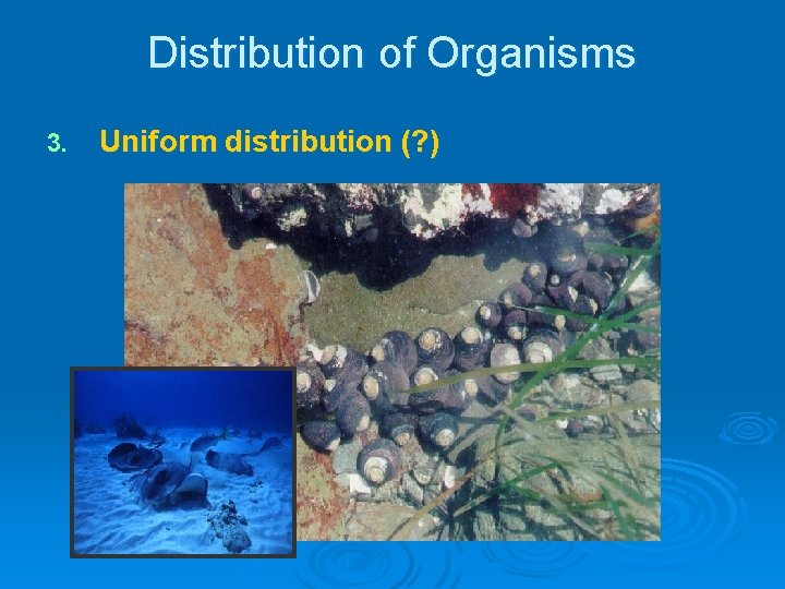 Distribution of Organisms 3. Uniform distribution (? ) Distribution of Organisms 3. Uniform distribution (? )