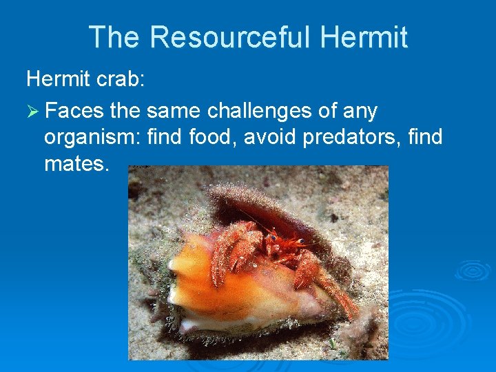 The Resourceful Hermit crab: Ø Faces the same challenges of any organism: find food, The Resourceful Hermit crab: Ø Faces the same challenges of any organism: find food,