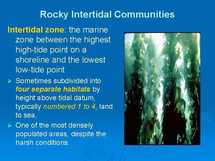Rocky Intertidal Communities Intertidal zone: the marine zone between the highest high-tide point on Rocky Intertidal Communities Intertidal zone: the marine zone between the highest high-tide point on